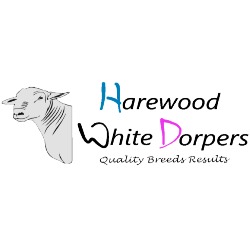 Harewood White Dorper Stud