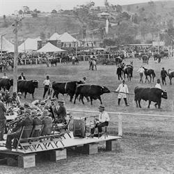 Boonah Show Society