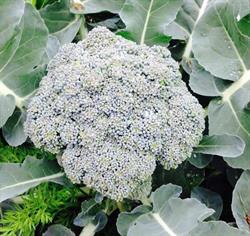 Duncraig Edible Garden