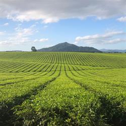 Nucifora Tea