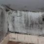 Black Mould