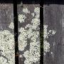 Mould on Fence