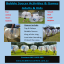 Bubble Soccer Info