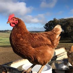 Long Paddock Eggs