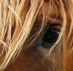 EQUINE MAGIC CENTRE