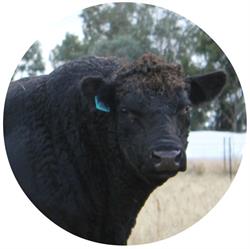 Wanamara Farm