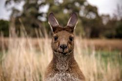 Clare Valley Wine & Grape Association