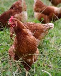 Holbrook Paddock Eggs