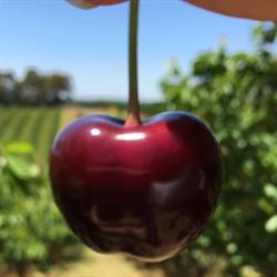 Everlong Orchard