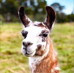 The Llama Farm