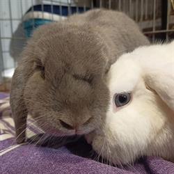 The Bluey & Alice Bunny Refuge