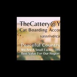TheCattery@YassRiver