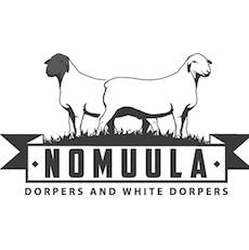 Nomuula Dorpers and White Dorpers