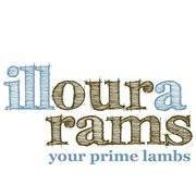 Illoura White Suffolks