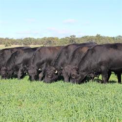 Inglebrae Farms Angus Stud