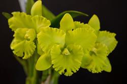 Sunnyview Orchids