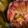 Smithers Photography