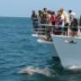 Dolphin Tour
