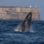 Whale Cruise