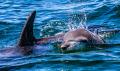 Dolphin-Tour