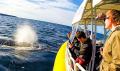 WHALE CRUISE