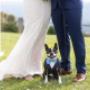 Blue mountains wedding photographer
