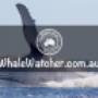 Compare and Book the Best Whale Watching Cruises. Best Whale Watching Cruises in Hervey Bay Compare and Book directly with leading WhaleWatcher.com.au tour operators - Best Rates Guaranteed