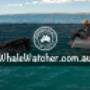 Compare and Book the Best Whale Watching Cruises. Best Whale Watching Cruises in Hervey Bay Compare and Book directly with leading WhaleWatcher.com.au tour operators - Best Rates Guaranteed