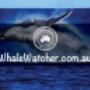 Compare and Book the Best Whale Watching Cruises. Best Whale Watching Cruises in Hervey Bay Compare and Book directly with leading WhaleWatcher.com.au tour operators - Best Rates Guaranteed