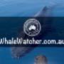 Compare and Book the Best Whale Watching Cruises. Best Whale Watching Cruises in Hervey Bay Compare and Book directly with leading WhaleWatcher.com.au tour operators - Best Rates Guaranteed