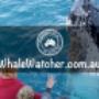 Compare and Book the Best Whale Watching Cruises. Best Whale Watching Cruises in Hervey Bay Compare and Book directly with leading WhaleWatcher.com.au tour operators - Best Rates Guaranteed