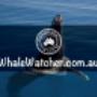 Compare and Book the Best Whale Watching Cruises. Best Whale Watching Cruises in Hervey Bay Compare and Book directly with leading WhaleWatcher.com.au tour operators - Best Rates Guaranteed