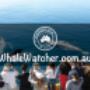 Compare and Book the Best Whale Watching Cruises. Best Whale Watching Cruises in Hervey Bay Compare and Book directly with leading WhaleWatcher.com.au tour operators - Best Rates Guaranteed