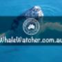 Compare and Book the Best Whale Watching Cruises. Best Whale Watching Cruises in Hervey Bay Compare and Book directly with leading WhaleWatcher.com.au tour operators - Best Rates Guaranteed