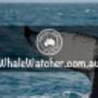 Compare and Book the Best Whale Watching Cruises. Best Whale Watching Cruises in Hervey Bay Compare and Book directly with leading WhaleWatcher.com.au tour operators - Best Rates Guaranteed