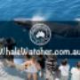 Compare and Book the Best Whale Watching Cruises. Best Whale Watching Cruises in Hervey Bay Compare and Book directly with leading WhaleWatcher.com.au tour operators - Best Rates Guaranteed