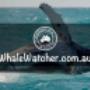 Compare and Book the Best Whale Watching Cruises. Best Whale Watching Cruises in Hervey Bay Compare and Book directly with leading WhaleWatcher.com.au tour operators - Best Rates Guaranteed