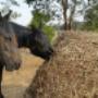 4cm GutzBusta Slow Feed Hay Net 48ply
