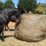 4x4 Round Bale GutzBusta Slow Feed Hay Net