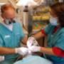 teeth treatment