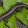 Allengreerus jackyhoserae