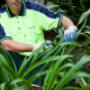 garden maintenance sydney