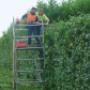 Hedge Trimming