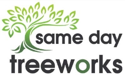 Same Day Tree Works
