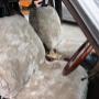 mocha sheepskin