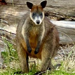 Australian Coastal Mountain Tours