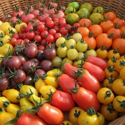 Life-Force Seeds