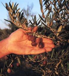 GIBSON'S GROVE OLIVES