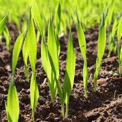 Carbon AG Solutions