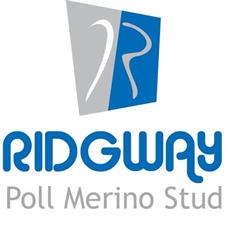 Ridgway Merinos